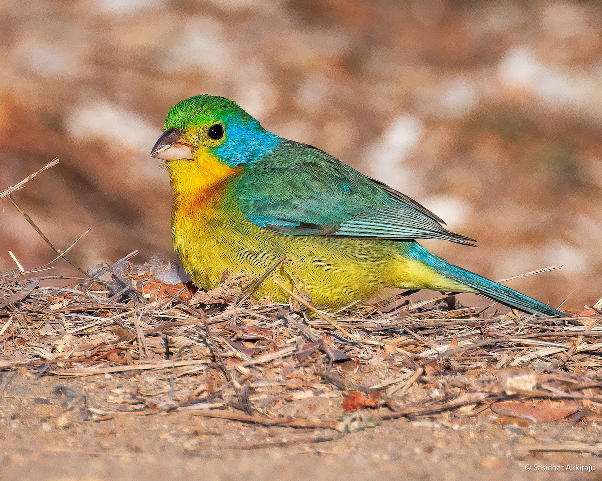 Orange-breasted Bunting - ML639692196