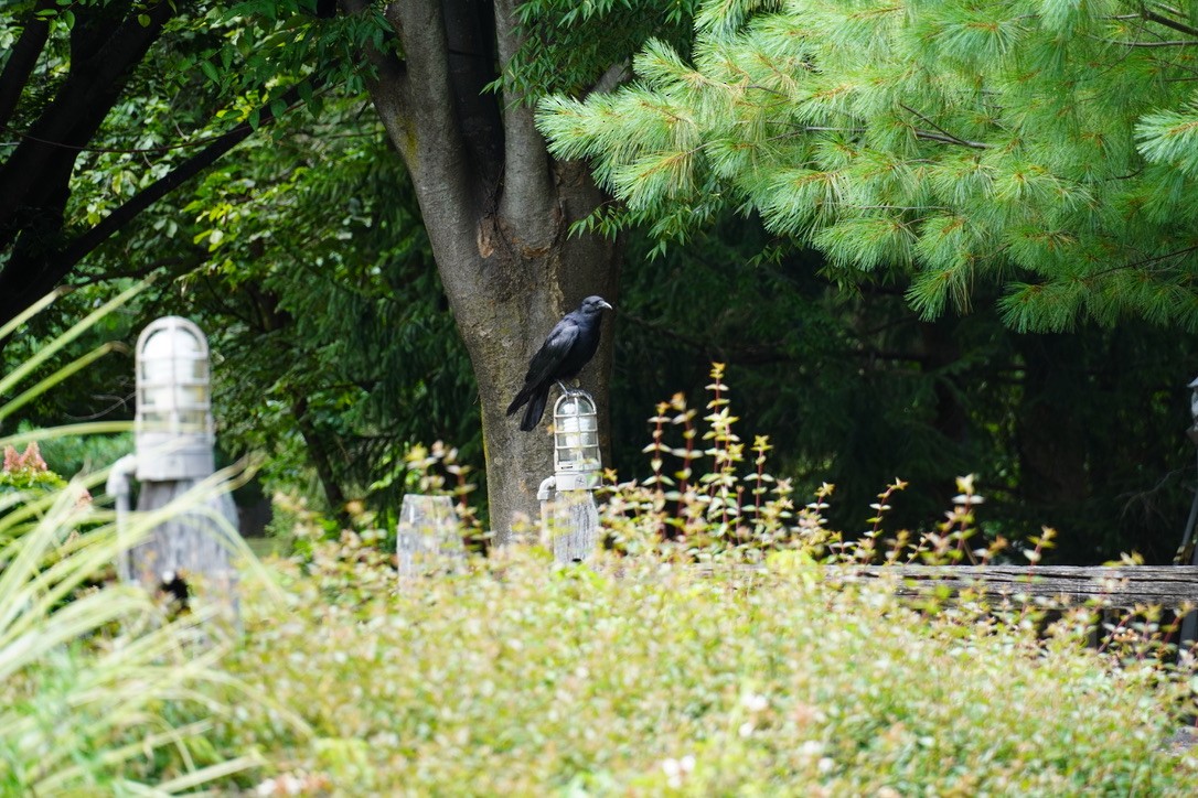 crow sp. - ML639692217