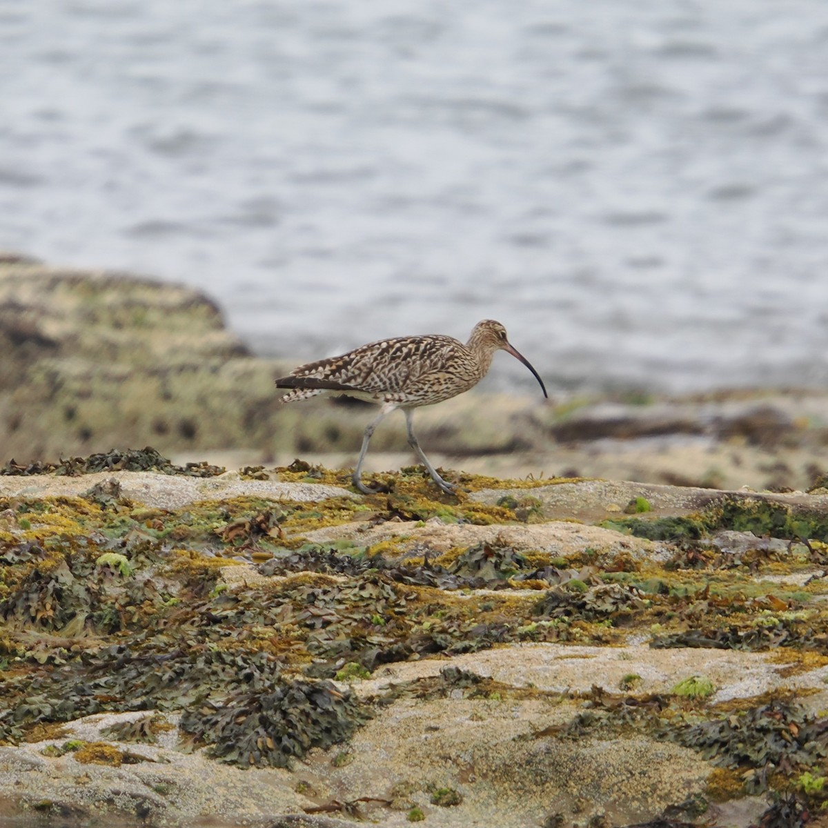 Courlis cendré - ML639692234
