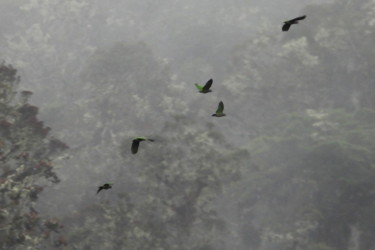 バラガシラインコ - ML639692294