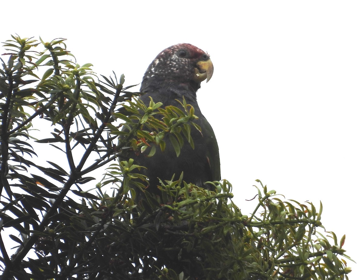 バラガシラインコ - ML639692297