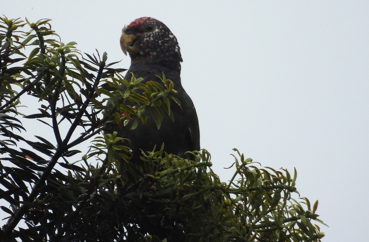 バラガシラインコ - ML639692299
