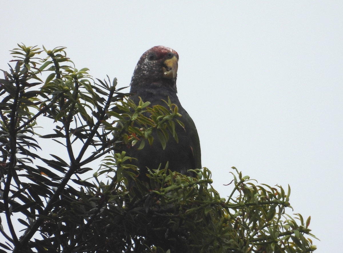 バラガシラインコ - ML639692300