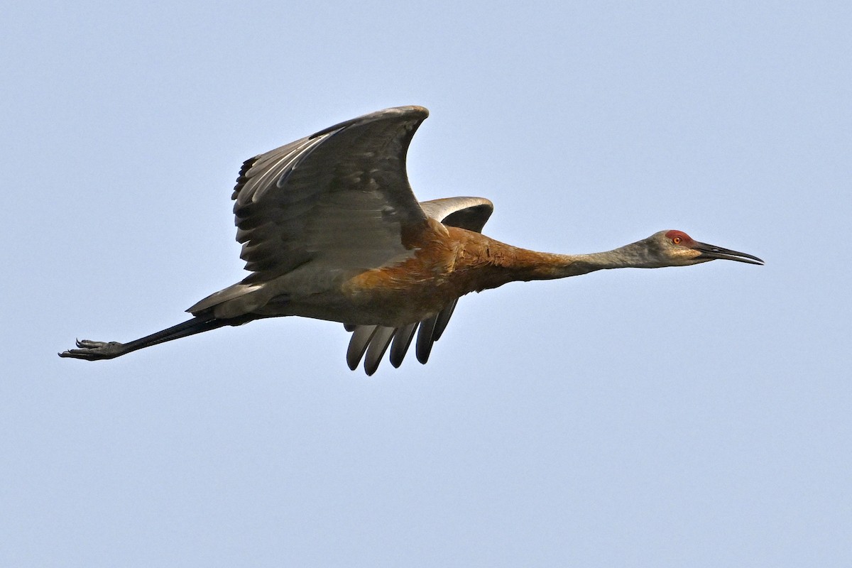 Sandhill Crane - Joel Trick