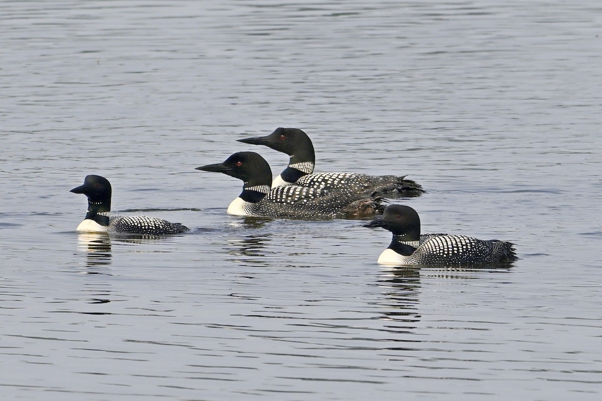 Common Loon - Joel Trick