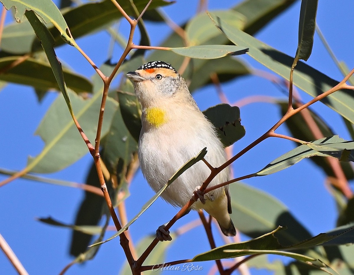 Red-browed Pardalote - ML639692396
