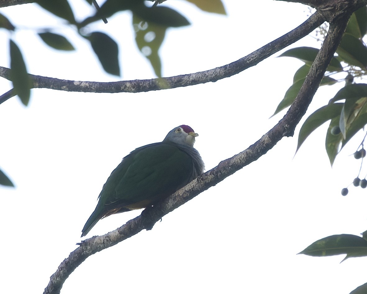 Beautiful Fruit-Dove - ML639692455