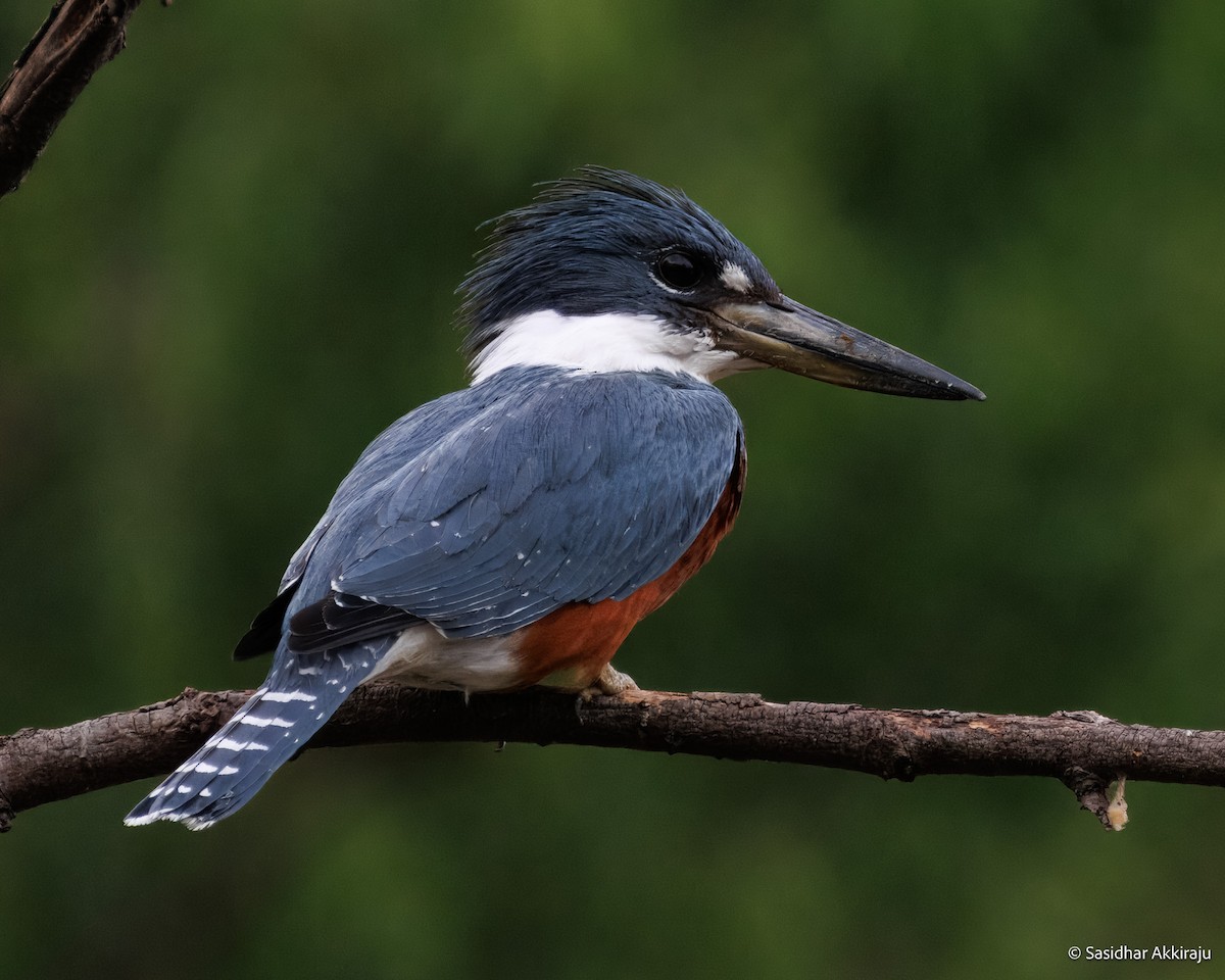Ringed Kingfisher - ML639692520
