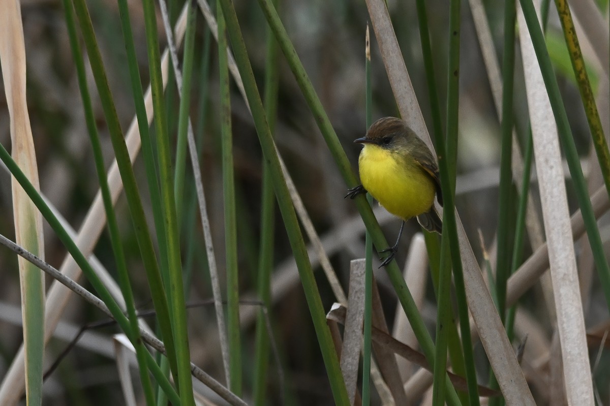 Ticking Doradito - ML639692598