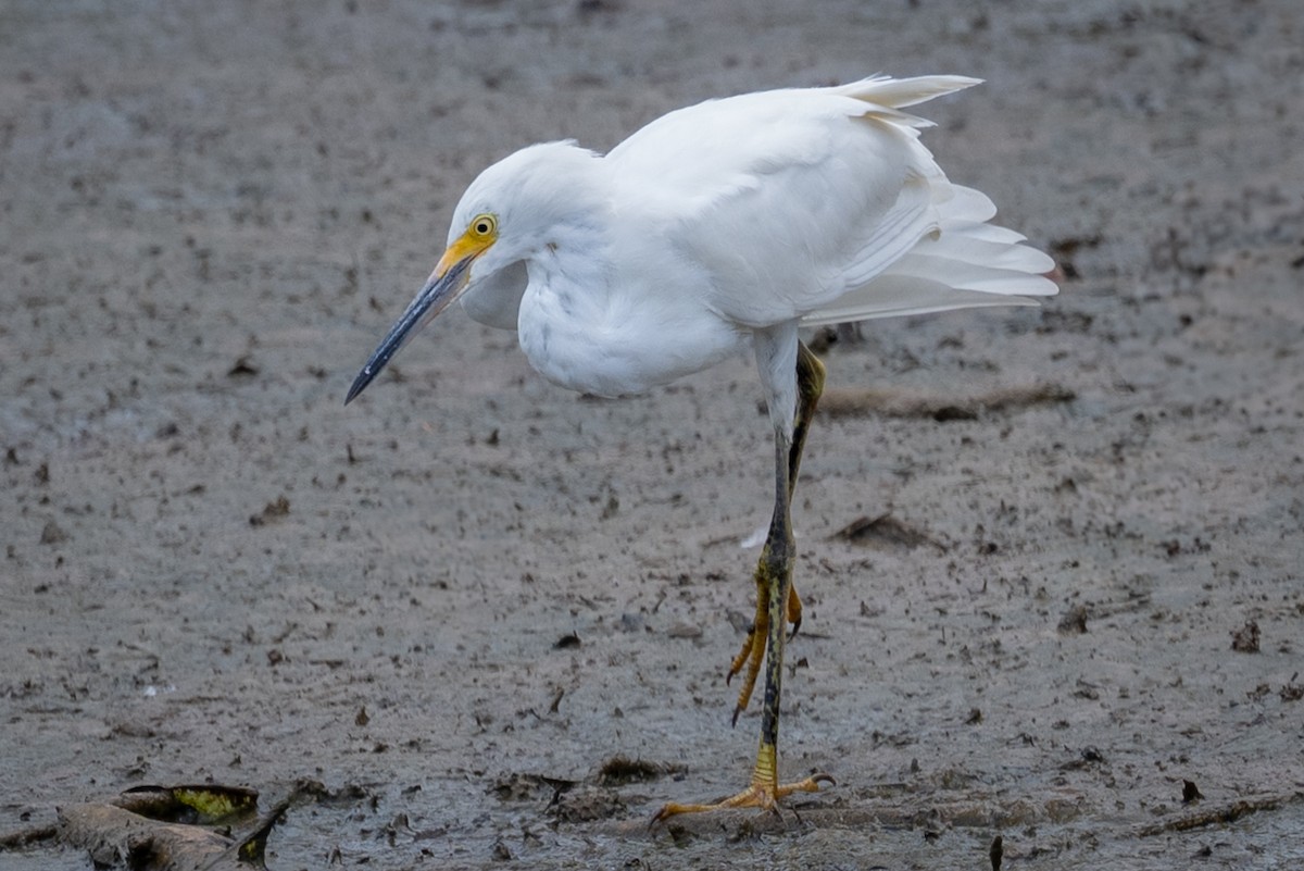 Snowy Egret - ML639692657
