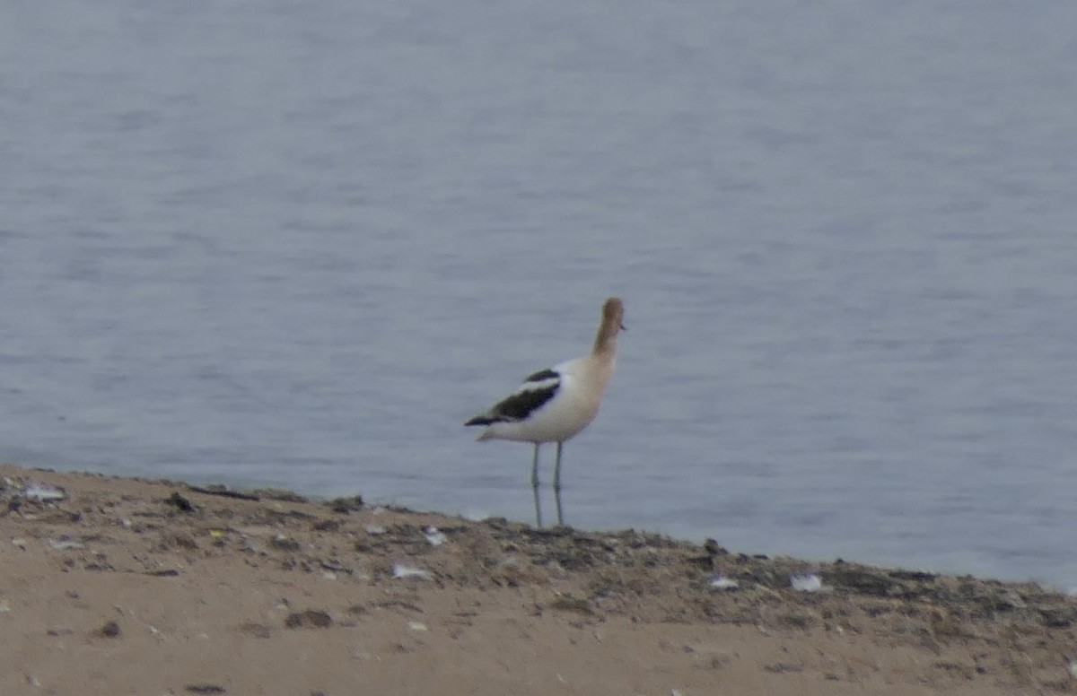 American Avocet - ML639692663