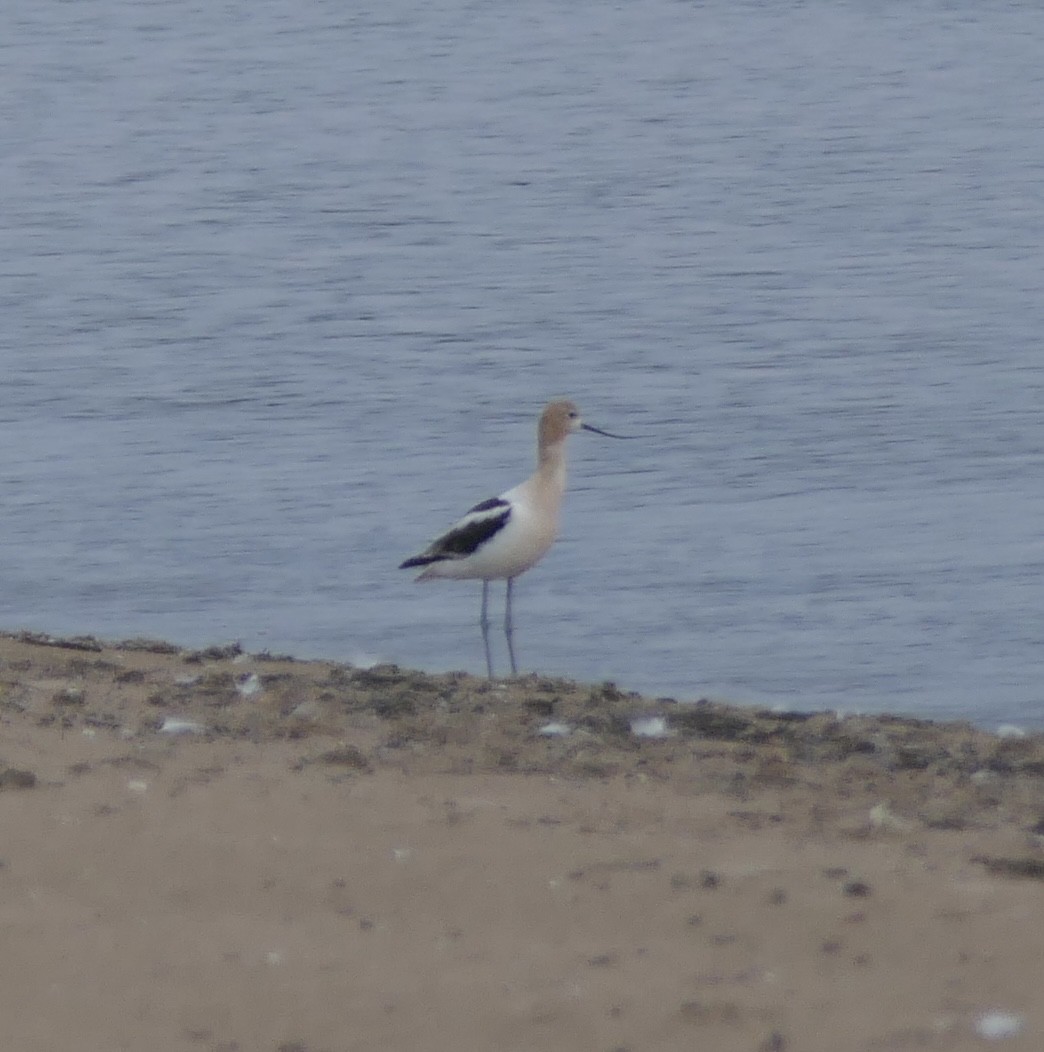 American Avocet - ML639692664