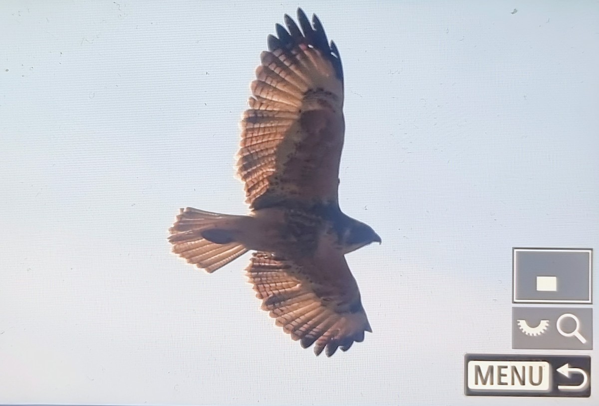 Variable Hawk (Puna) - ML639692665