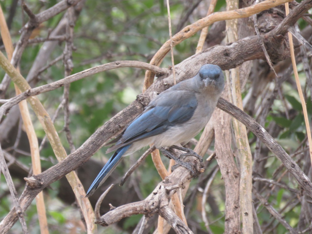 Mexican Jay (Arizona) - ML639692673