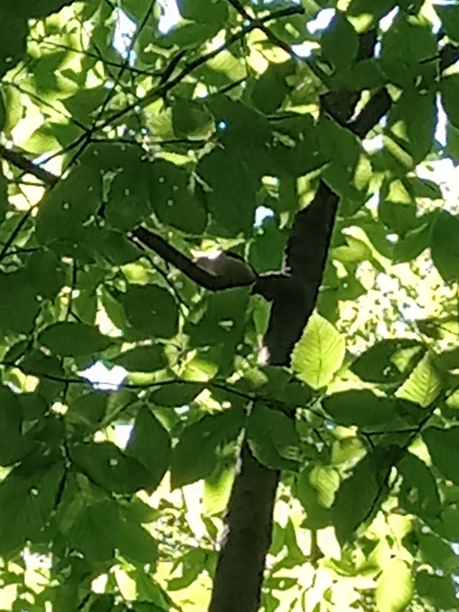 White-breasted Nuthatch - ML639692675