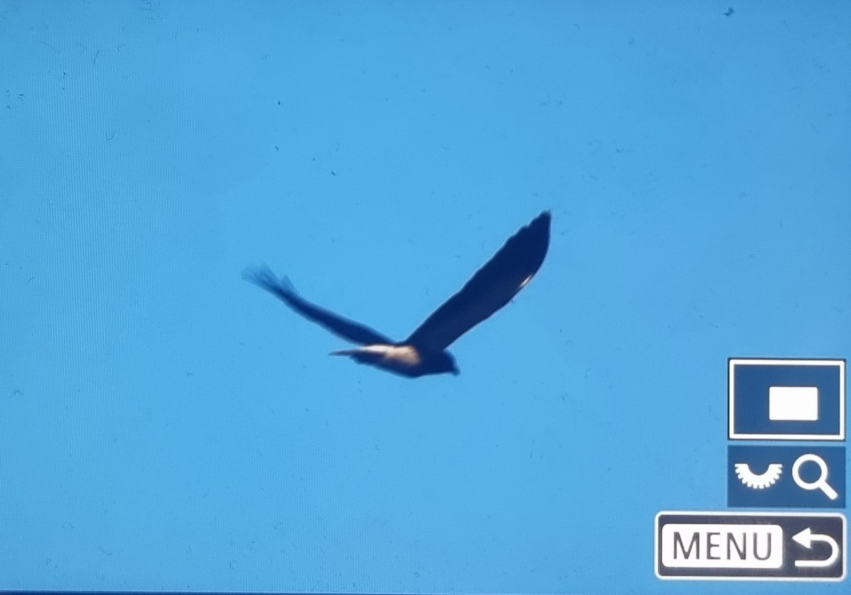 Mountain Caracara - ML639692676
