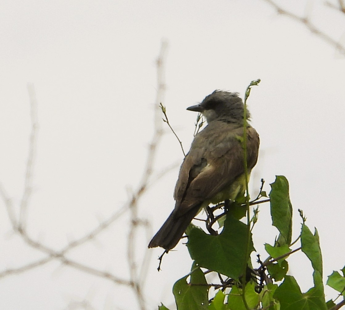 Cassin's Kingbird - ML639692677