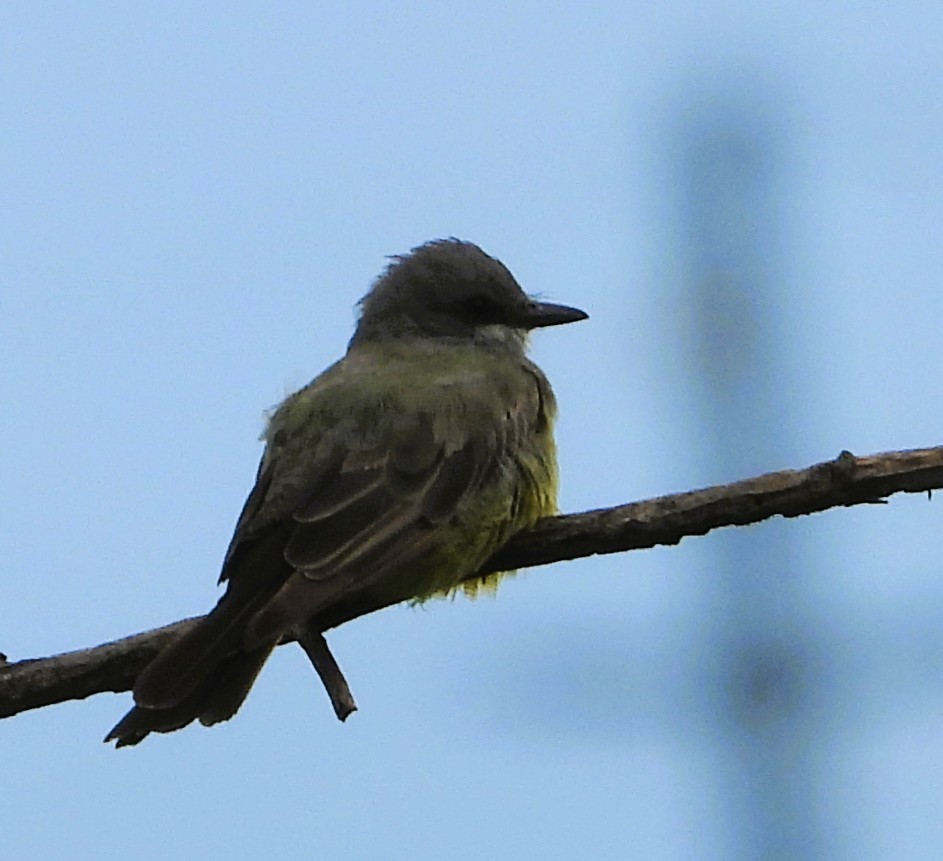 Cassin's Kingbird - ML639692678