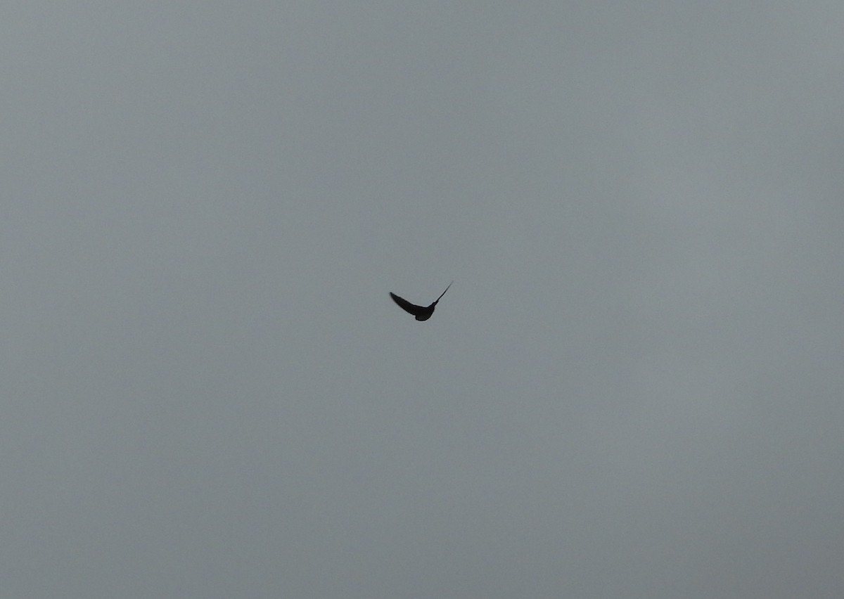 Pale-footed Swallow - ML639692682