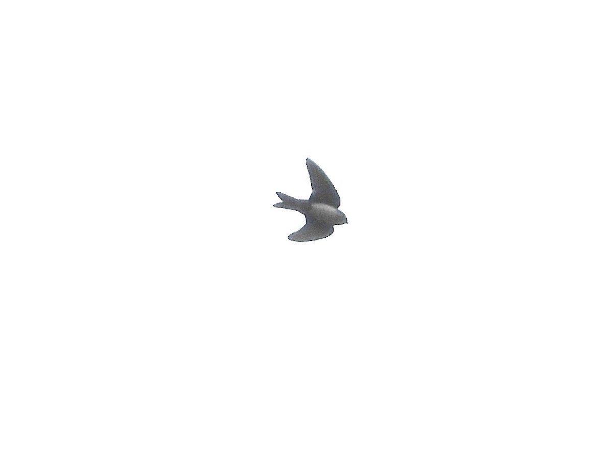Pale-footed Swallow - ML639692684