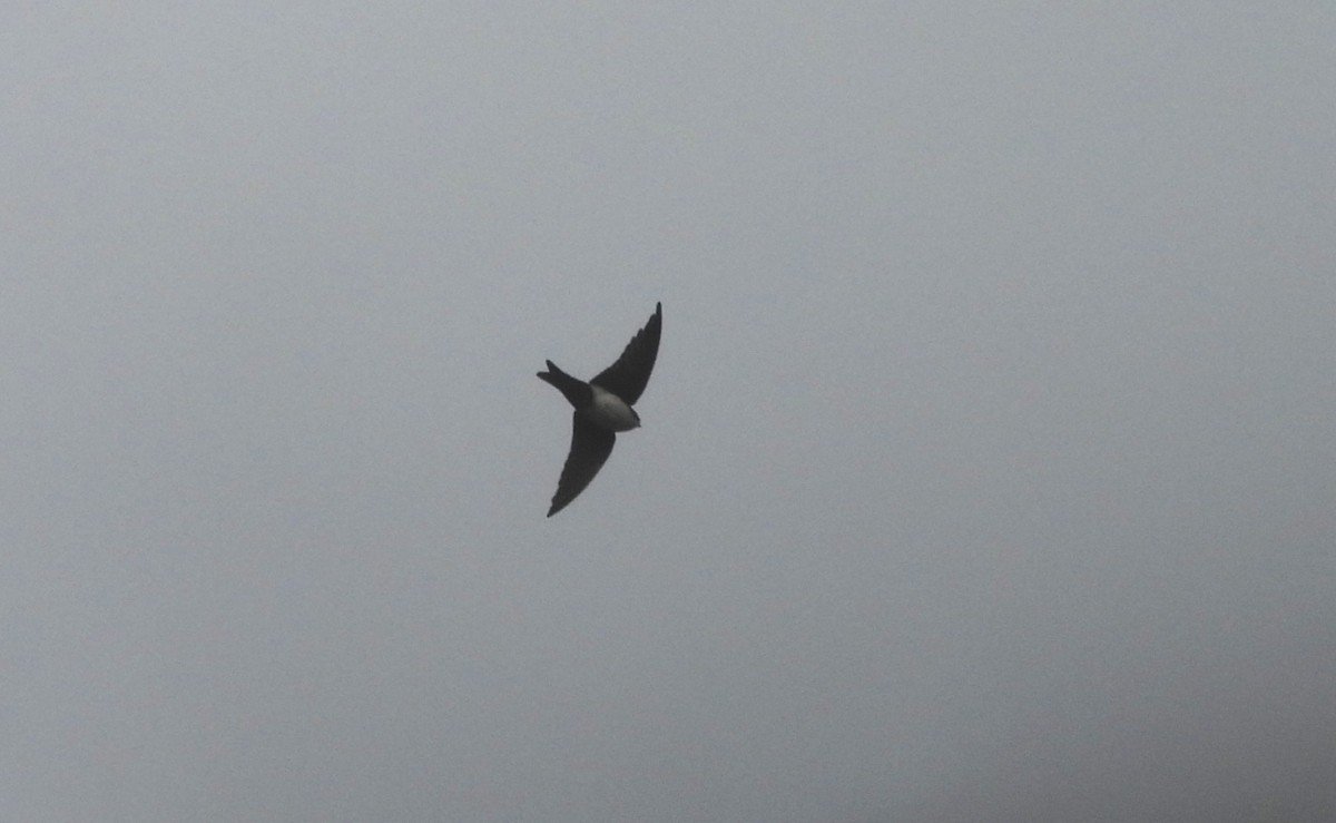 Pale-footed Swallow - ML639692686