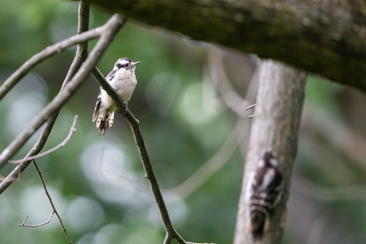 Downy Woodpecker - ML639692691