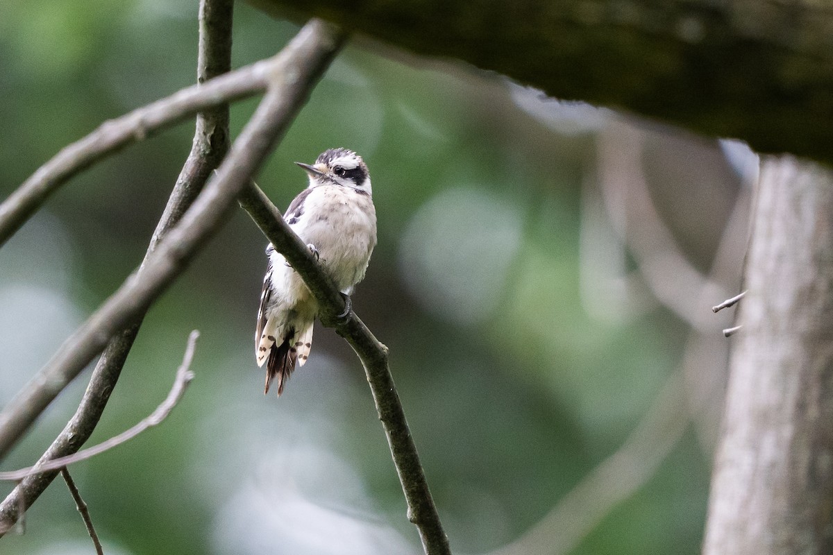 Downy Woodpecker - ML639692692