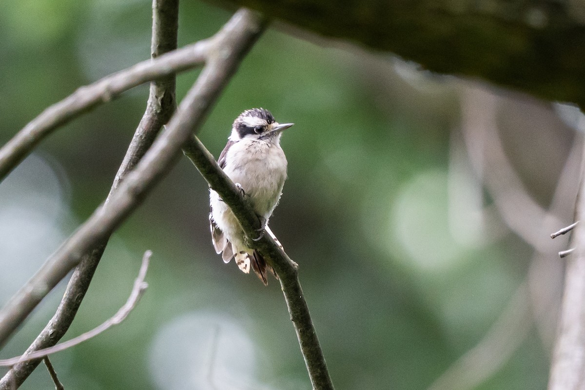 Downy Woodpecker - ML639692693