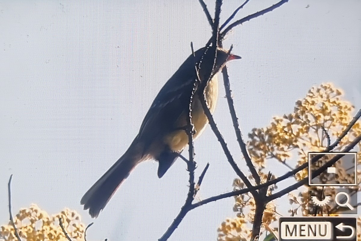Highland Elaenia - ML639692694