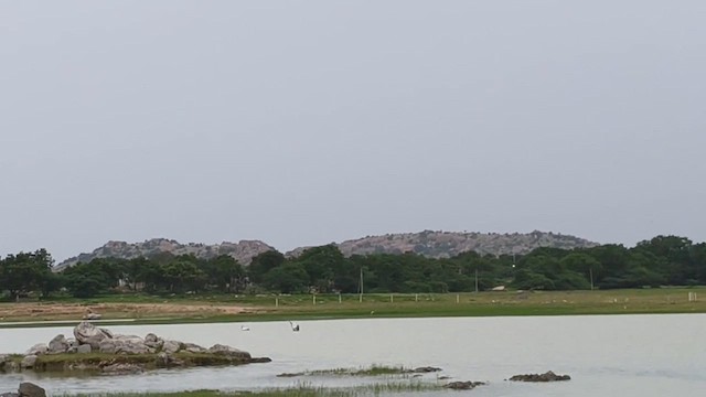 Spot-billed Pelican - ML639692712