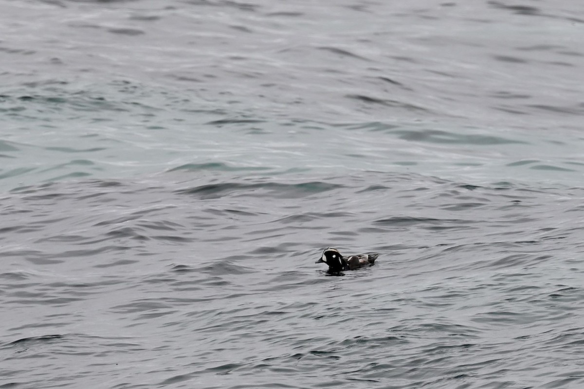 Harlequin Duck - ML639692727