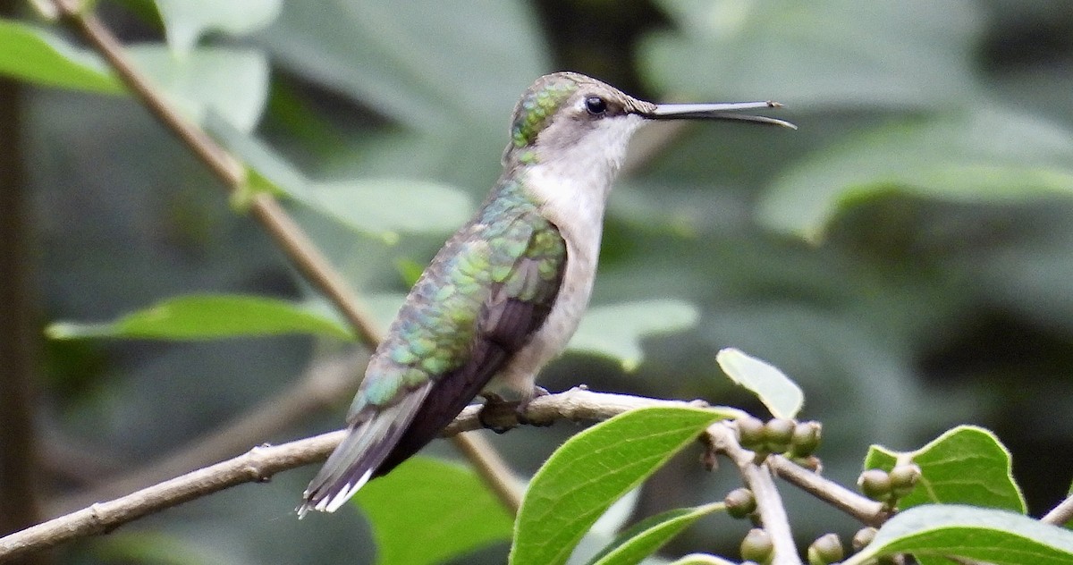 Ruby-throated Hummingbird - ML639692739
