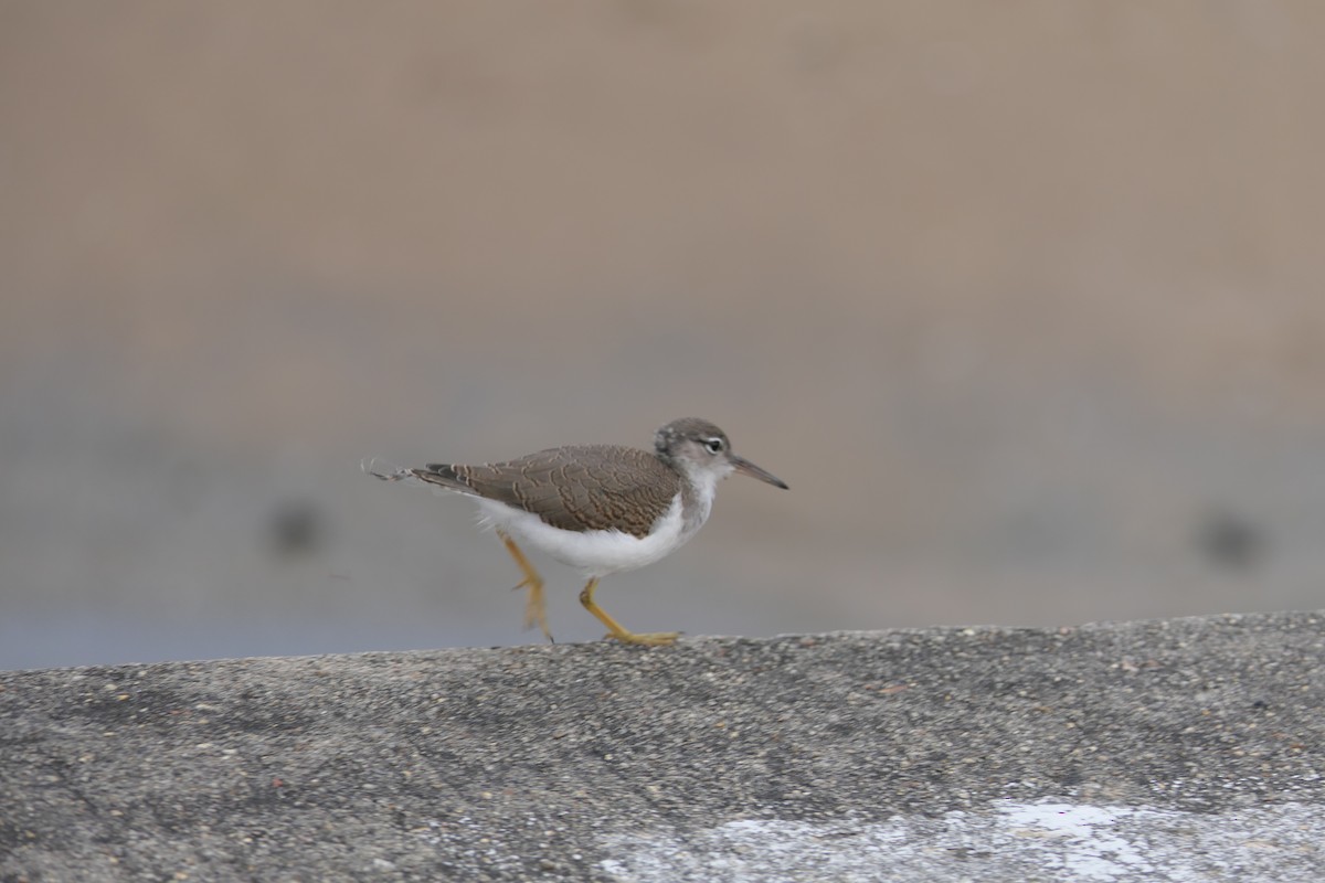 Spotted Sandpiper - ML639692751