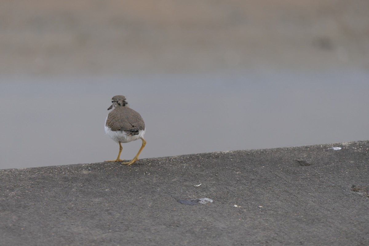 Spotted Sandpiper - ML639692753