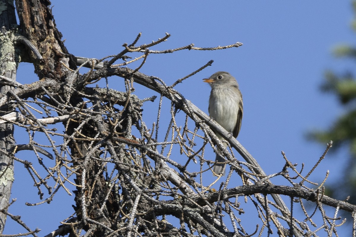 Alder Flycatcher - ML639692755