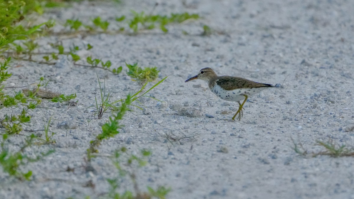 Spotted Sandpiper - ML639692760