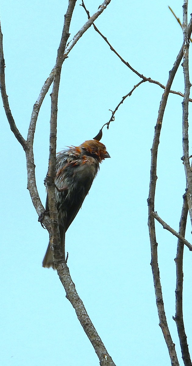 House Finch - ML639692762