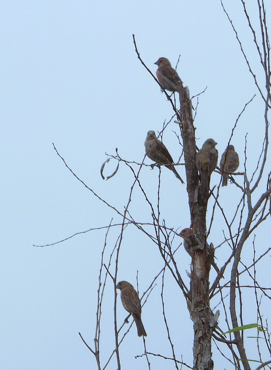 House Finch - ML639692763
