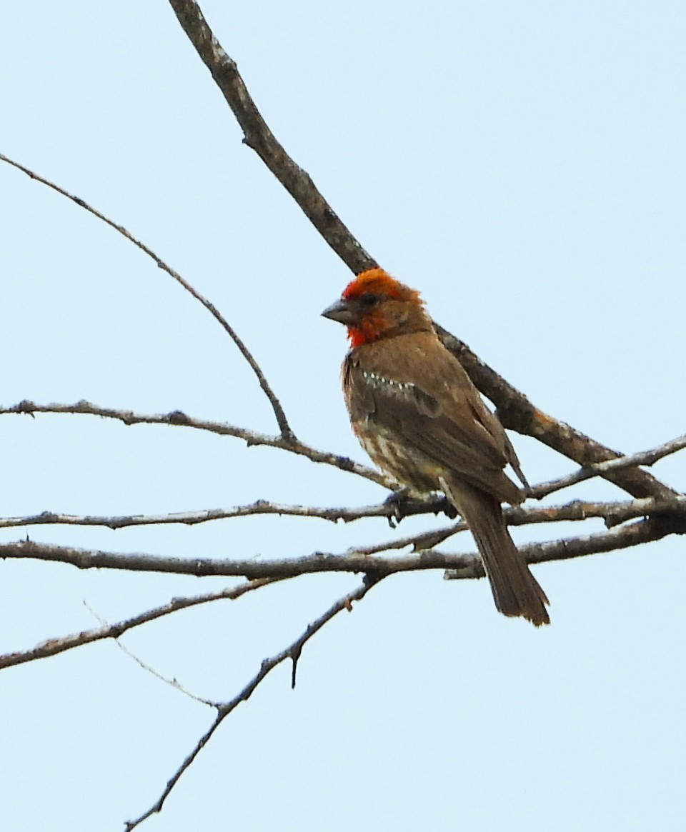 House Finch - ML639692764