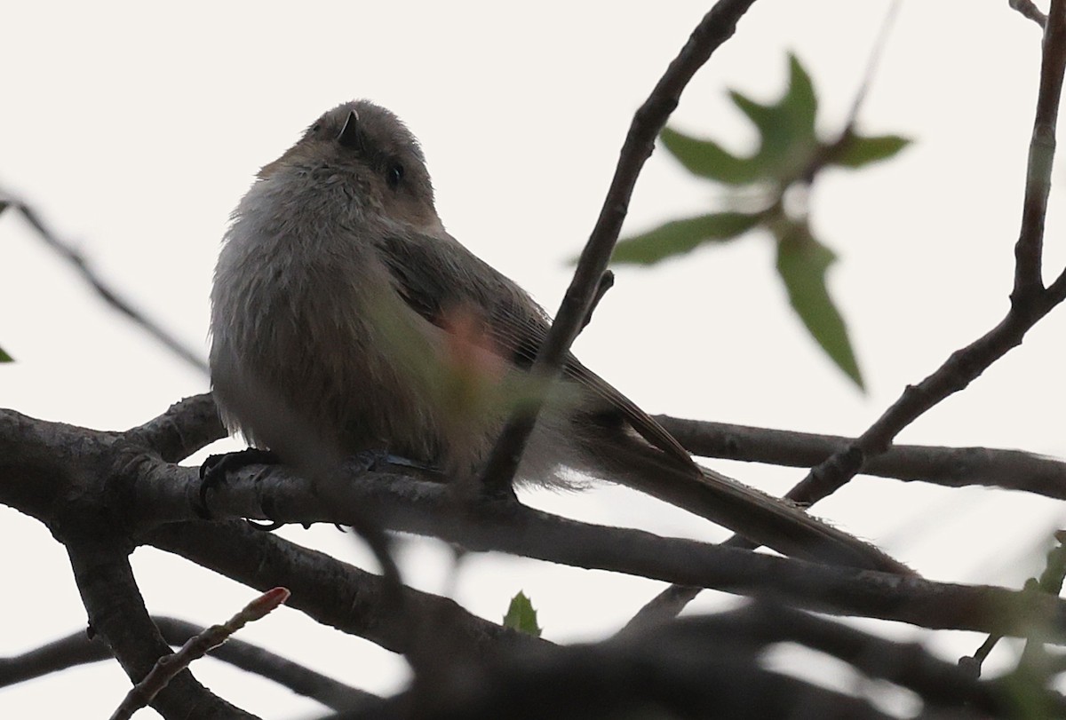 Bushtit - ML639692765