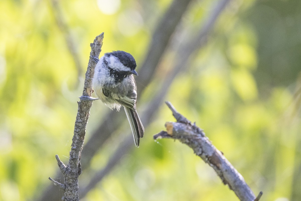 Black-capped Chickadee - ML639692767