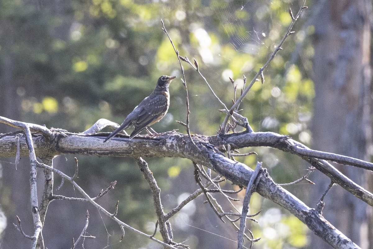 American Robin - ML639692773