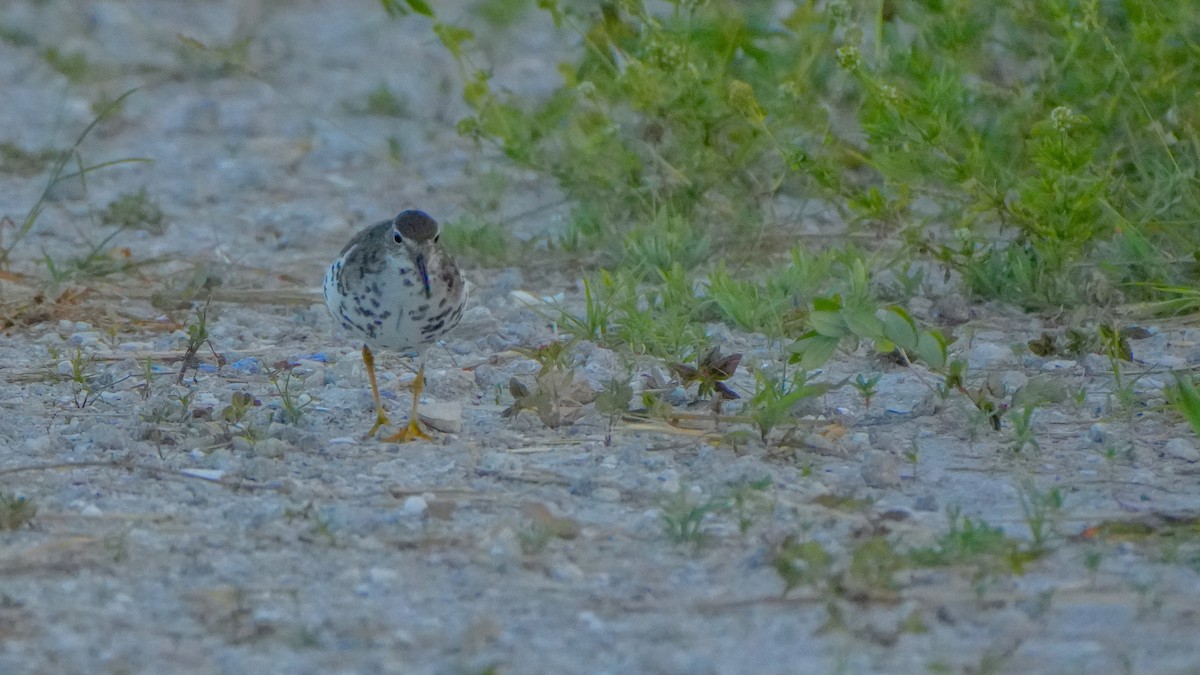 Spotted Sandpiper - ML639692775