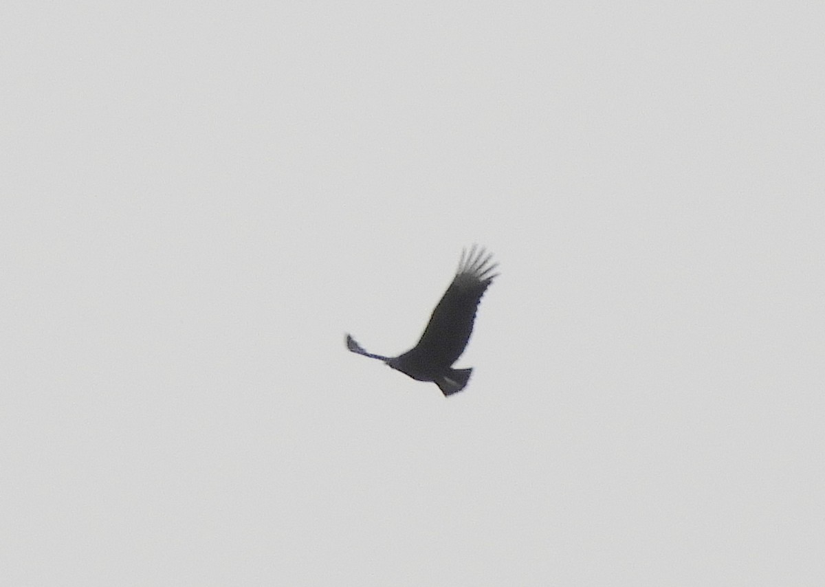 Black Vulture - ML639692777
