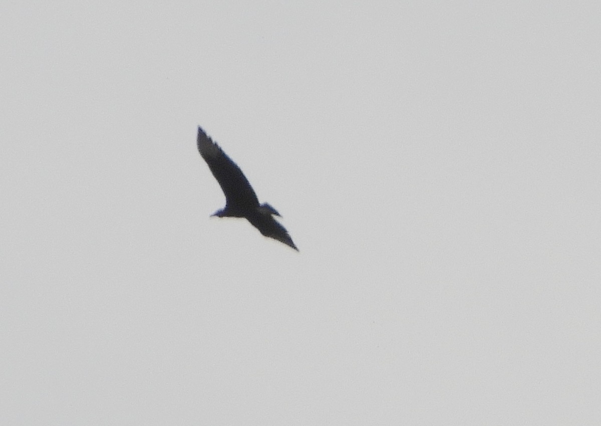 Black Vulture - ML639692778