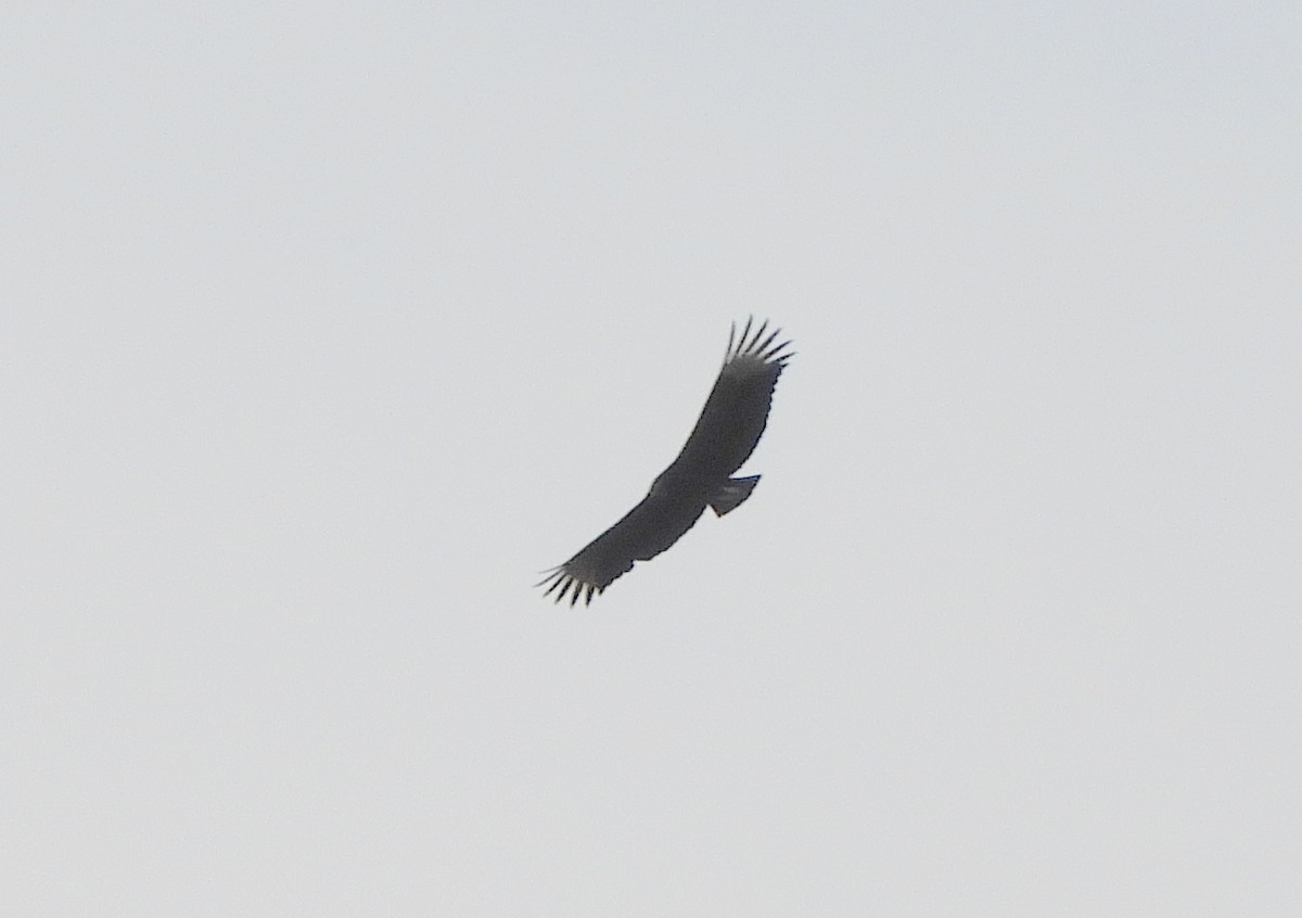 Black Vulture - ML639692779