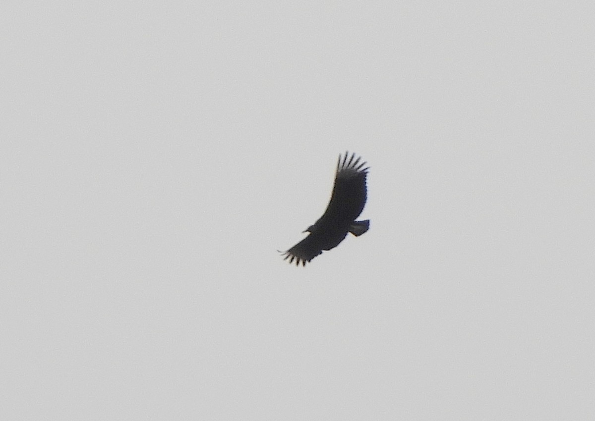Black Vulture - ML639692782