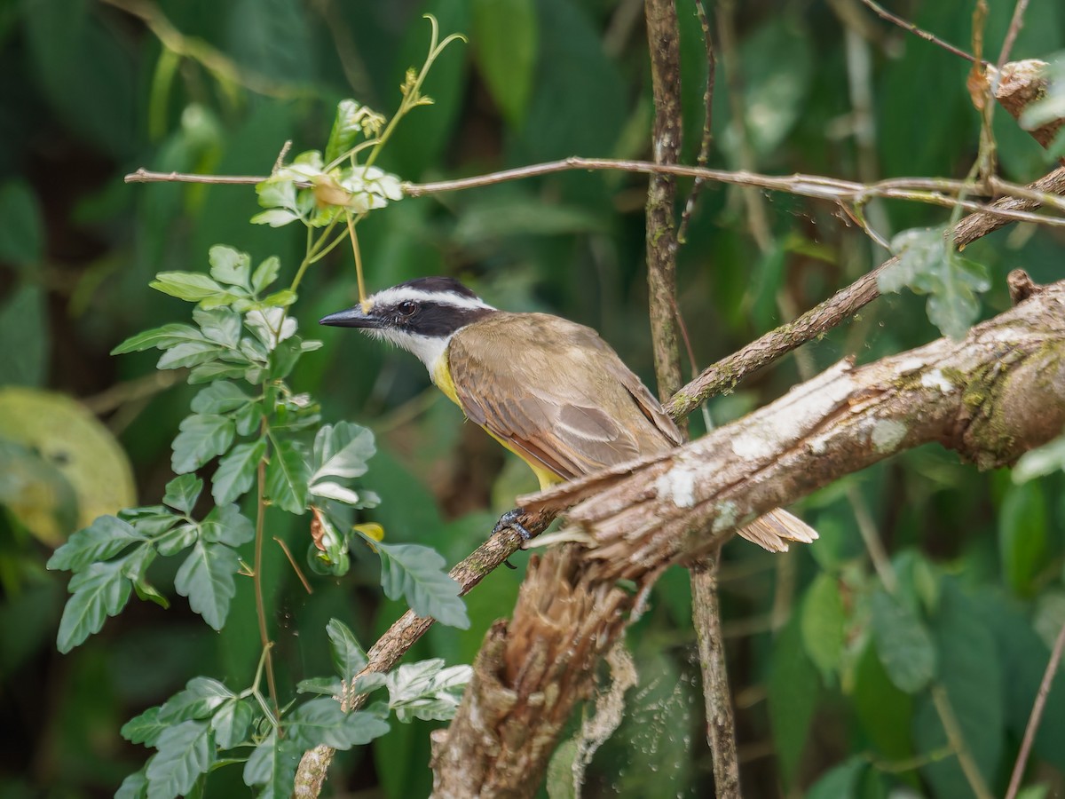 Social Flycatcher - ML639692787