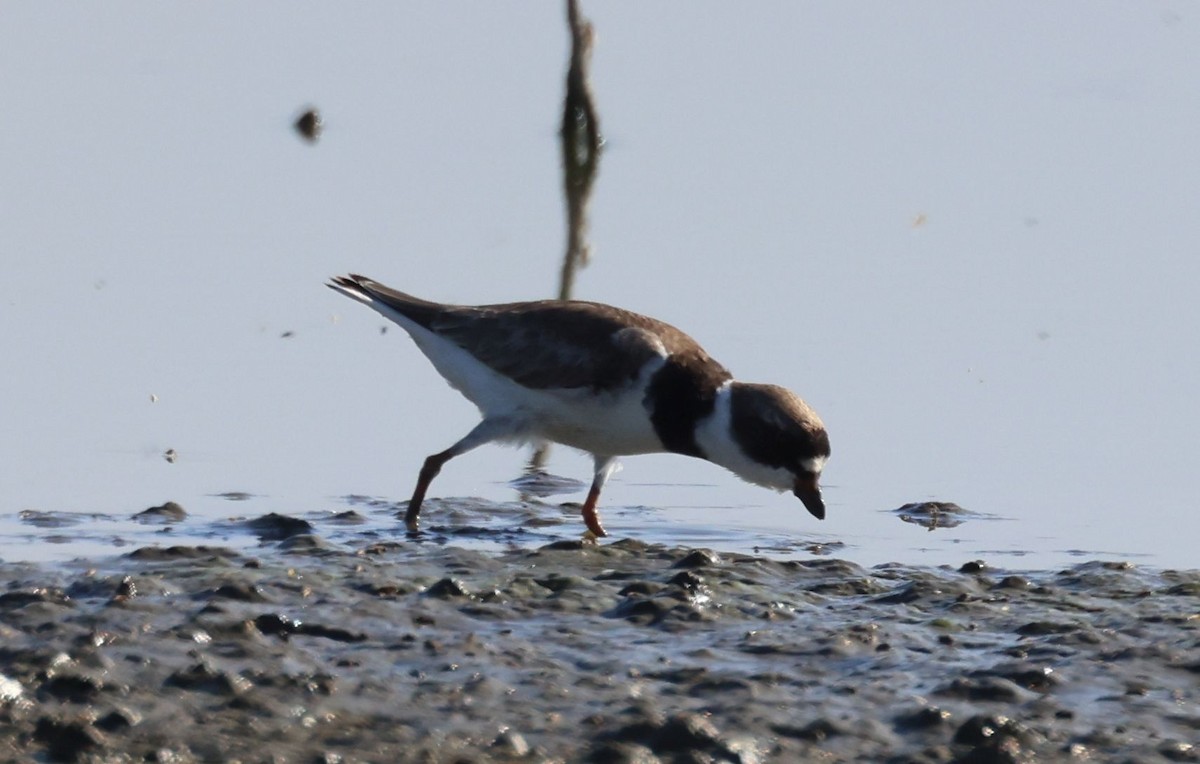 Semipalmated Plover - ML639692818