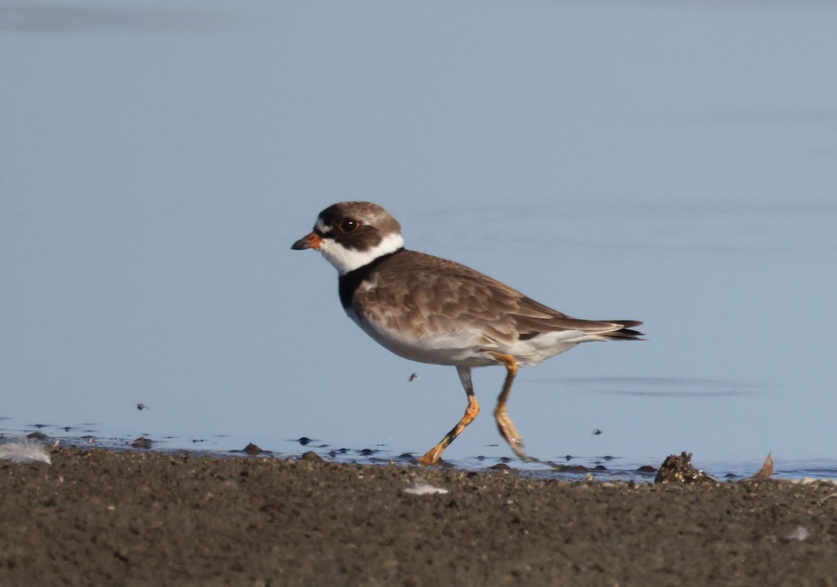 Semipalmated Plover - ML639692819